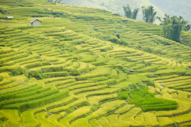 ngai-thau.jpg
