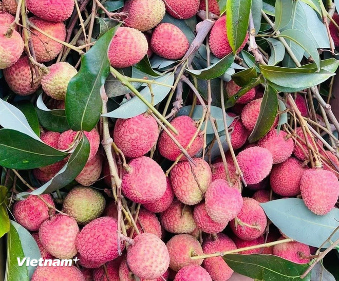(Ảnh: Vietnam+) vnp-vai-thieu.jpg