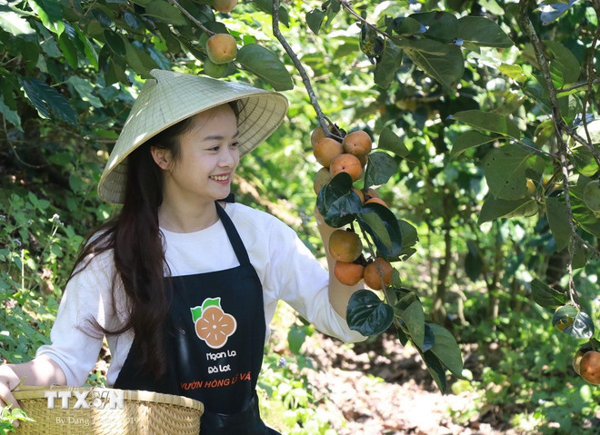 Trädgårdsmästare skördar persimoner. (Foto: Dang Tuan/VNA) ttxvn-qua-hong-155449130-4189.jpg