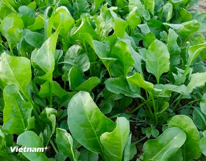 Khám phá một số loại thực phẩm giúp làm đẹp da từ bên trong vnp-rau-bina.jpg