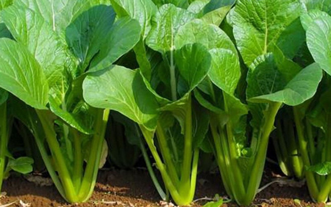 صورة ملفوف حلو.jpg