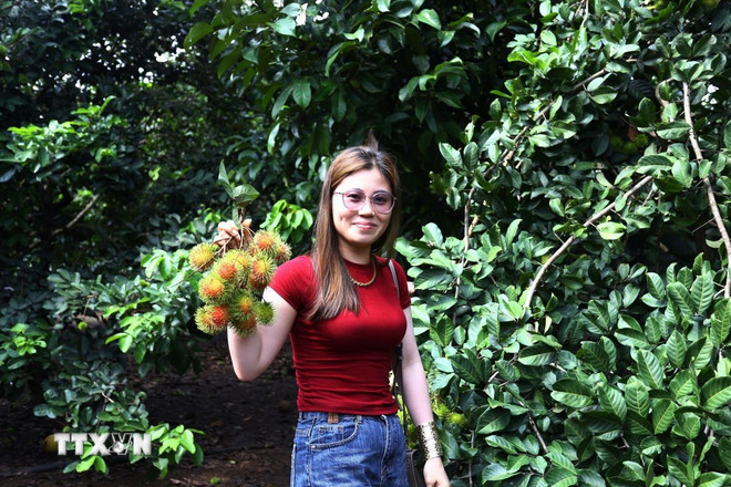 At this time, the fruit gardens are not yet ripe due to the weather, but many tourists still enjoy experiencing garden tourism. (Photo: Le Xuan/VNA) ttxvn-trai-cay-chin-khong-deu-du-lich-vuon-o-dong-nai-gap-kho-8096934.jpg