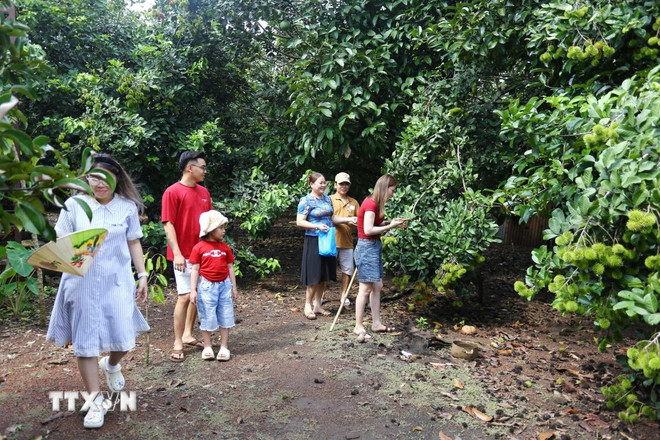 At this time, the fruit gardens are not yet ripe due to the weather, but many tourists still enjoy experiencing garden tourism. (Photo: Le Xuan/VNA0 ttxvn-trai-cay-chin-khong-deu-du-lich-vuon-o-dong-nai-gap-kho-8096931.jpg