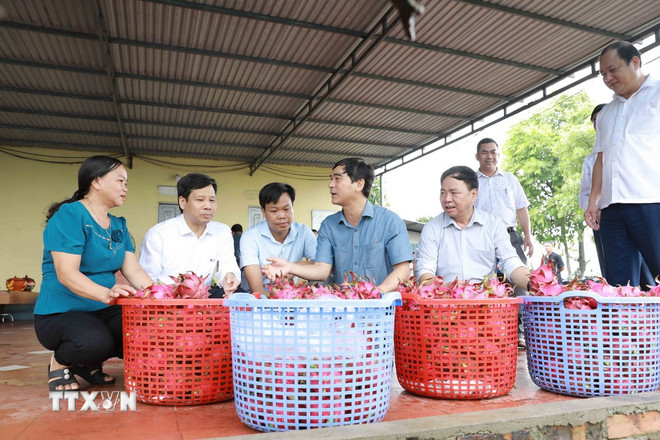 Lãnh đạo tỉnh trao đổi với người dân về mô trồng cây thanh long ruột đỏ. (Ảnh: Hoàng Hùng/TTXVN) ttxvn-lap-thach-7486421.jpg