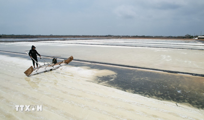 Cà Mau: Giá muối cao thúc đẩy người dân sản xuất vụ mới ttxvn-diem-dan2.jpg