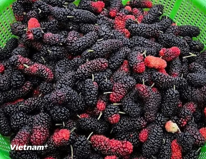 (Ảnh: Vietnam+) vnp-dau-tam.jpg