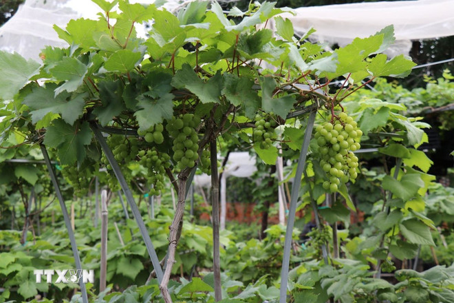 ttxvn-nho-canh3.jpg
