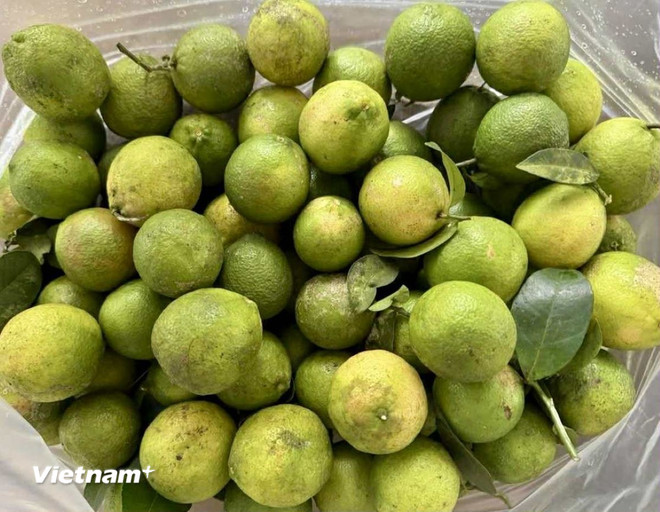(Фото: Вьетнам+) vnp-nuoc-chanh.jpg