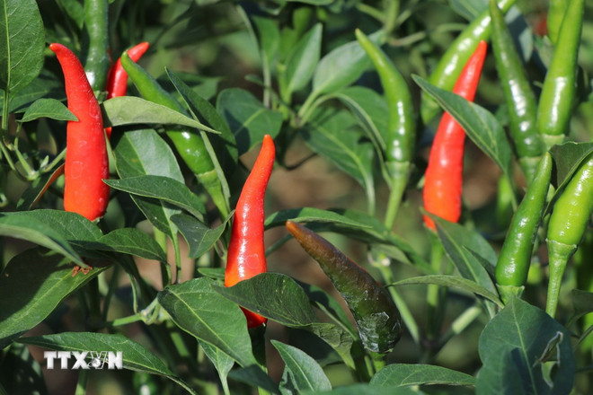 Giá ớt chỉ thiên cao kỷ lục, nông dân Vĩnh Long thu lãi lớn ttxvn-gia-ot2.jpg