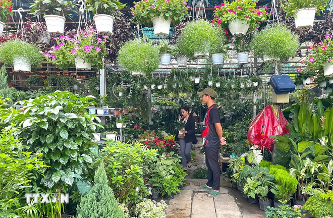 ttxvn-thi-truong-hoa-cay-canh-tet-tai-tp-ho-chi-minh-khoi-dong-som-suc-mua-de-dat-8520466.jpg