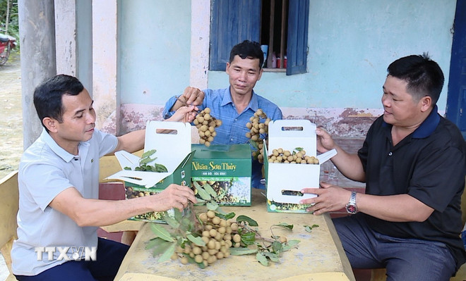 Nhãn Sơn Thủy (Phú Thọ) vào vụ thu hoạch. (Ảnh: Thanh Hải/TTXVN) ttxvn-nhan-son-thuy-phu-tho-vao-vu-thu-hoach-8168467.jpg