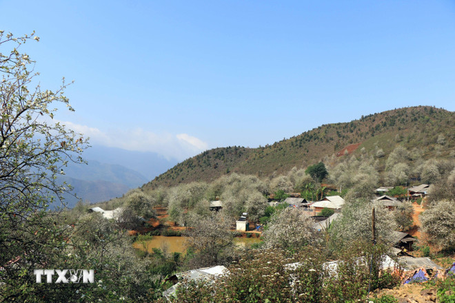 As casas dos moradores do povoado de Nam Nghiep estão aninhadas entre os espinheiros. (Foto: Huu Quyet/VNA) ttxvn-hoa-son-tra-no-trang-rung-tren-vung-cao-son-la-5997726.jpg