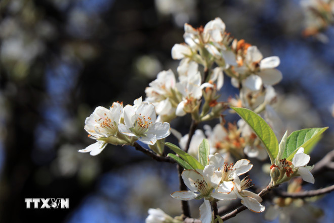 Na foto: Flores de espinheiro-alvar desabrocham em profusão na aldeia montanhosa de Nam Nghiep, comuna de Ngoc Chien (distrito de Muong La, província de Son La). (Foto: Huu Quyet/VNA) ttxvn-hoa-son-tra-no-trang-rung-tren-vung-cao-son-la-5997690.jpg