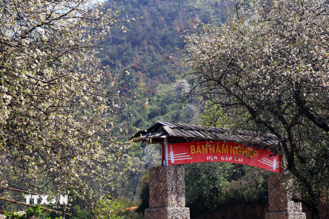 A aldeia montanhosa de Nam Nghiep, na comuna de Ngoc Chien (distrito de Muong La, província de Son La), está repleta das cores vibrantes das flores de espinheiro. (Foto: Huu Quyet/VNA) ttxvn-hoa-son-tra-no-trang-rung-tren-vung-cao-son-la-5997687.jpg