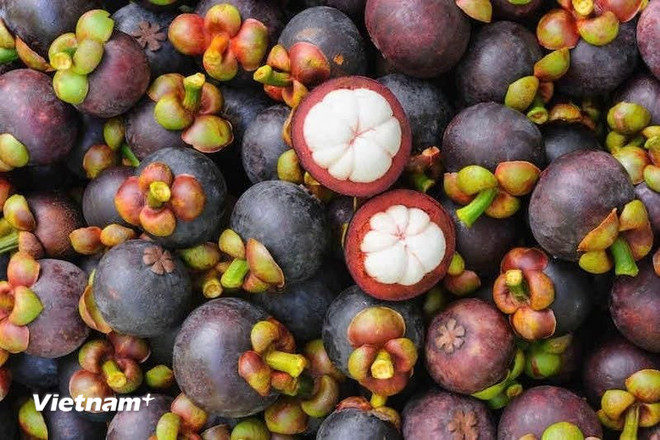 (Ảnh: Vietnam+) vnp-mang-cut.jpg