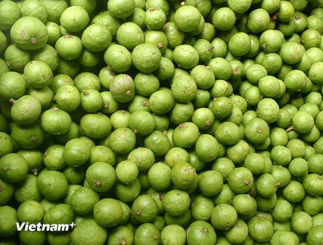 (Ảnh: Vietnam+) vnp-sau.jpg