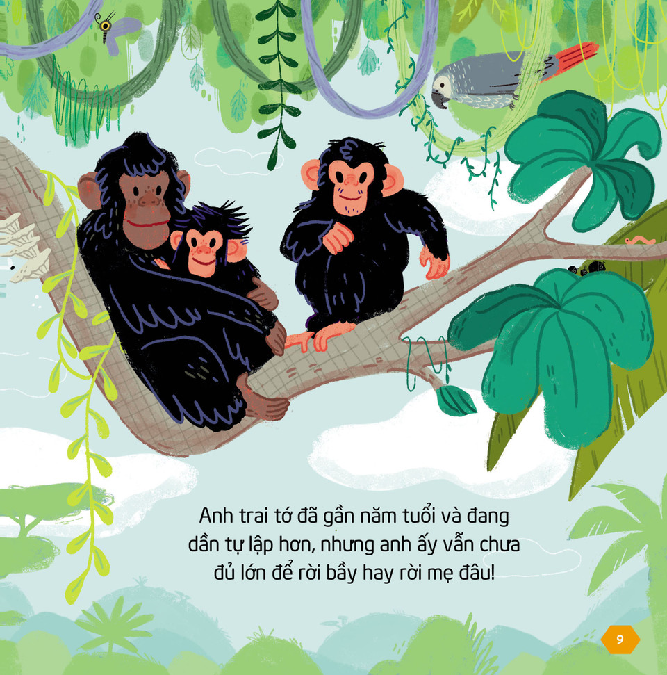 Cuốn "Tinh tinh" đưa các bạn nhỏ đến các rừng mưa nhiệt đới châu Phi, nơi có rất nhiều “gia đình” tinh tinh. Các em sẽ được khám phá cách di chuyển, cách ăn, cách chơi, cách ngủ cùng nhiều đặc điểm khác về loài vật thú vị trong cuốn sách này. (Ảnh: PV/Vietnam+)