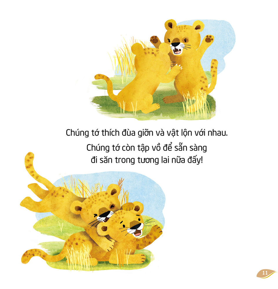 Cuốn "Sư tử" là lời kể chuyện của bạn sư tử nhỏ đang sống cùng bố mẹ, anh chị em ruột cùng nhiều cô bác và anh chị em họ thành một bầy sư tử. Một ngày của gia đình sư tử trên thảo nguyên châu Phi mênh mông luôn có nhiều điều thú vị. (Ảnh: PV/Vietnam+)
