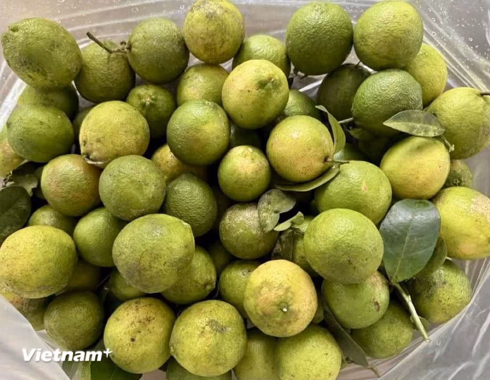 vnp-nuoc-chanh.jpg