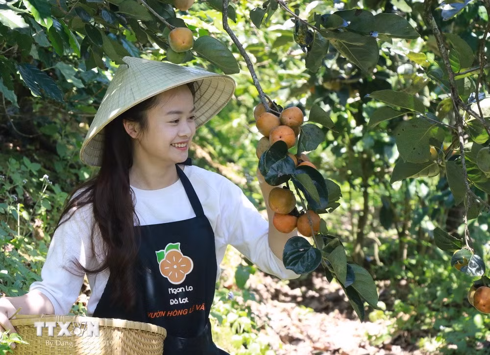 【写真②】柿を収穫している農園（写真：ベトナム通信社）
