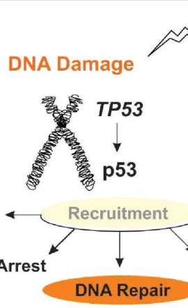 (Nguồn: news-medical.net)