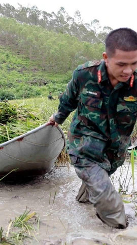 Các chiến sỹ bộ đội giúp dân gặt lúa bị ngập úng, ngã đổ sau bão tại xã Nhân Đạo, huyện Sông Lô, tỉnh Vĩnh Phúc. (Ảnh: Hoàng Hùng/TTXVN)