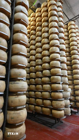 Phomát được chế biến tại Tortiano, Parma, Italy. (Nguồn: THX/TTXVN(