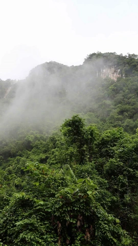 Một góc rừng trong vùng lõi Vườn quốc gia Phong Nha-Kẻ Bàng (tỉnh Quảng Trị). (Ảnh: Kha Phạm/TTXVN)