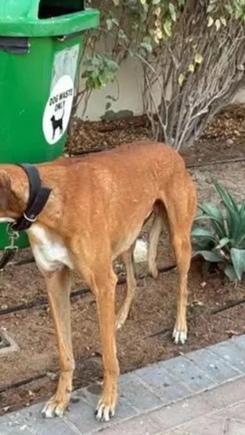 Một chú chó bị buộc trên đường phố ở Dubai. (Nguồn: Facebook Dogs are friends)