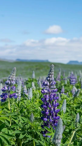 Hoa Lupin. (Nguồn: Wikipedia)