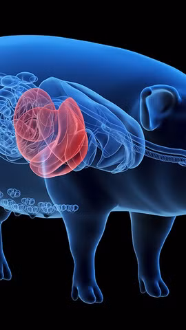 Ảnh minh họa: (Nguồn: organdonationalliance.org)