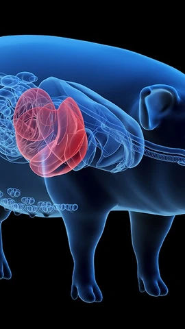 Ảnh minh họa: (Nguồn: organdonationalliance.org)