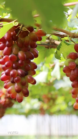 Nho NH01-152 trồng theo mô hình nông nghiệp công nghệ cao của Hợp tác xã dịch vụ tổng hợp nông nghiệp Thái An (xã Vĩnh Hải, tỉnh Khánh Hòa). (Ảnh: Nguyễn Thành/TTXVN)