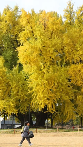 Cây bạch quả 1.300 năm tuổi. (Nguồn: Korea Times)