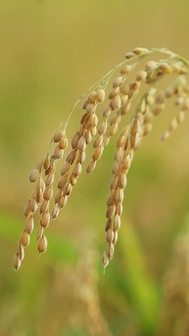 Một giống lúa của Trung Quốc. (Nguồn: Wikipedia)