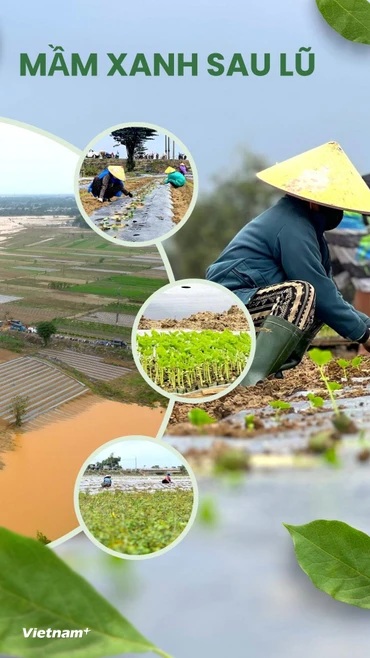 Rau xanh Bàu Tròn hồi sinh vụ Tết sau 3 cơn lũ dữ miền Trung