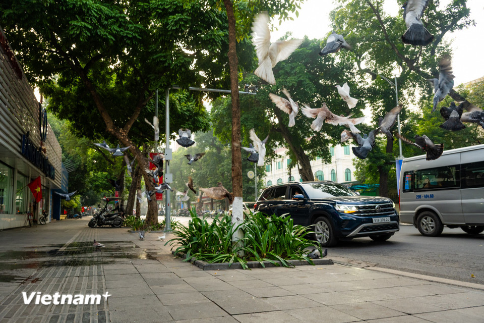 Những con đường thường ngày chật kín xe cộ giờ như thay một 'lớp áo' mới, yên bình, vắng lặng. (Ảnh: Minh Sơn/Vietnam+)