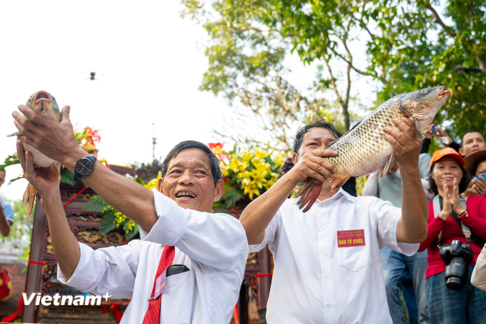 Trong nghi lễ dâng cá, con cá lớn nhất được tuyển lựa, quỳ trước ban thờ và được coi như vật cúng để tạ ơn và cầu phúc cho một năm yên lành, mùa màng bội thu. Hình thức này phản ánh mối liên hệ chặt chẽ giữa sinh kế sông nước và niềm tin tâm linh ở cộng đồng. (Ảnh: Minh Sơn/Vietnam+)
