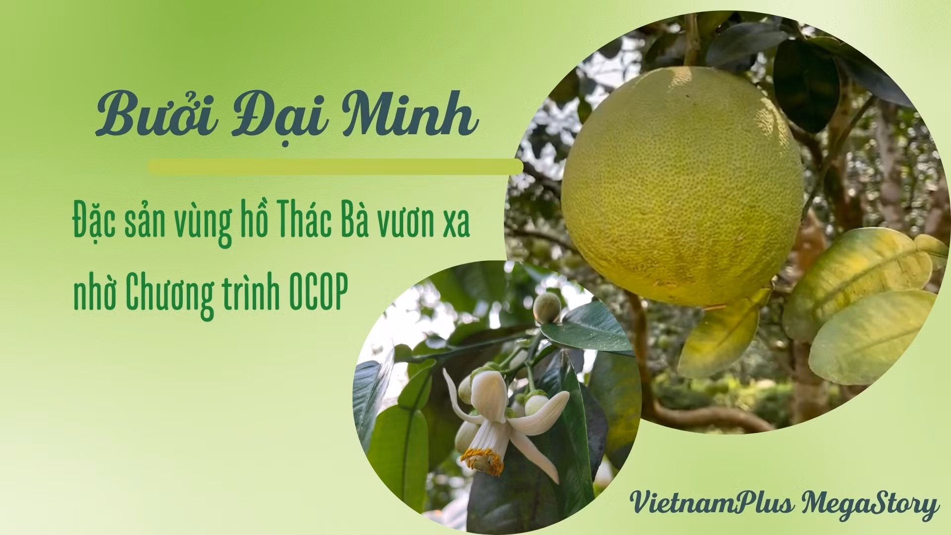 Bưởi Đại Minh - đặc sản vùng hồ Thác Bà vươn xa nhờ Chương trình OCOP