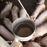 Đàn lợn nuôi tại Đồng Nai. (Ảnh: Hồng Đạt/TTXVN)