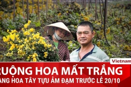 “Thủ phủ" hoa tươi Hà Nội nhuốm màu ảm đạm trước dịp lễ 20/10 