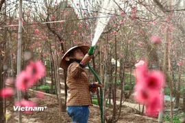 Các vườn đào Hà Nội bước vào cao điểm phục vụ Tết Nguyên đán