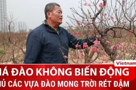 Giá đào tại Thủ đô không biến động, rét đậm tuần tới dự báo mùa hoa đúng vụ