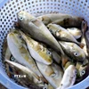 Rổ cá nóc được ngư dân đánh bắt và bày bán. (Ảnh: Nguyễn Thanh/TTXVN)