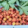 Vải thiều Bắc Ninh có chất lượng tốt, mẫu mã đẹp. (Ảnh: Thanh Thương/TTXVN)