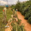 Lực lượng chức năng phường Langbiang – Đà Lạt tích cực tìm kiếm bé gái lớp 6 (chưa rõ danh tính) bị nước lũ cuốn trôi trong chiều 24/5. (Ảnh: TTXVN phát)