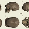 Hộp sọ nguyên vẹn đầu tiên của người Denisova hé lộ diện mạo tổ tiên cổ đại