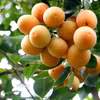 Cây thanh trà là một trong những cây trồng đặc trưng ở phường Đông Thành, tỉnh Vĩnh Long, mang lại giá trị kinh tế cao. ( Ảnh: Phúc Sơn/TTXVN)