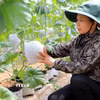 Mô hình trồng dưa lưới theo công nghệ Israel cho hiệu quả kinh tế cao. (Ảnh: Thế Duyệt/TTXVN)