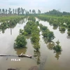 Vườn mai tại xã Bình Lợi (Thành phố Hồ Chí Minh) bị ngập trong nước. (Ảnh: Hương Giang/TTXVN)